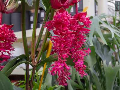 ...orchidee lilla...